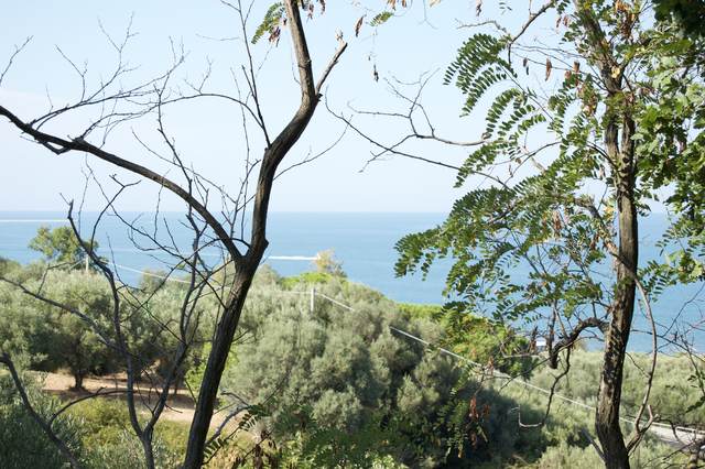 Olive groves overlooking the Adriatic near San Vito Chietino