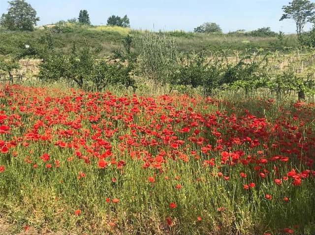 Field of wild red poppies near the property